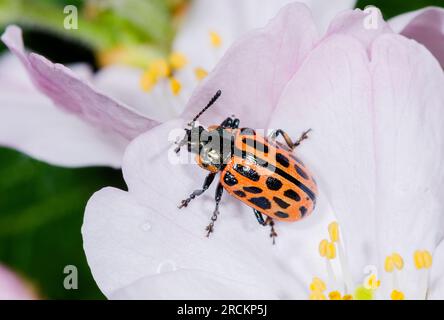 Forme ROUGE de la feuille de saule tachetée JAPONAISE (Chrysomela vigintipunctata).Chrysomelidae. Kobe, Japon Banque D'Images