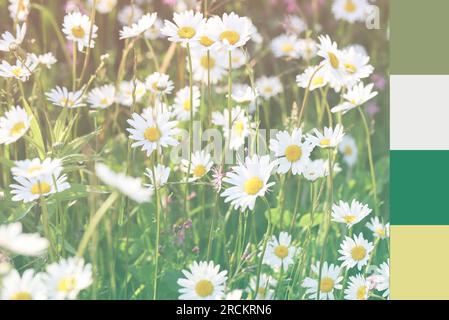 palette de correspondance de couleurs, style de collage de magazine, concept artistique de tableau d'humeur. mise au point sélective. marguerites, trèfle et fleurs sauvages sur fond flou Banque D'Images