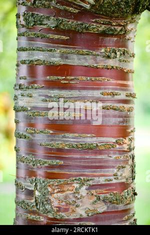 L'écorce décorative du cerisier tibétain, Prunus serrula, Banque D'Images