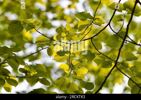 La lumière du soleil vacillante brille à travers les feuilles vertes de l'ancien Lime Tree dans Great Linford Manor Park, Milton Keynes Banque D'Images