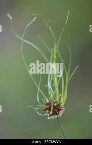 Tête de fleur d'ail sauvage avec peu de graines ou d'oignons Banque D'Images