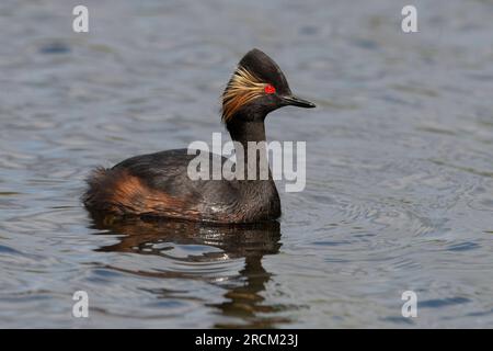 Grebe à col noir plumé adulte (Podiceps nigrocollis), Angleterre. Banque D'Images