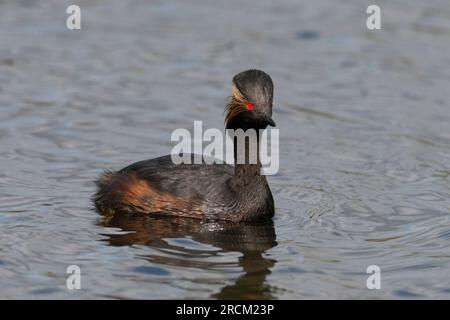 Grebe à col noir plumé adulte (Podiceps nigrocollis), Angleterre. Banque D'Images