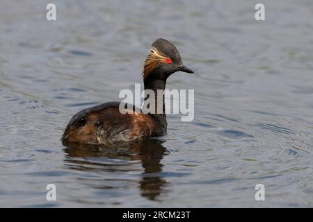 Grebe à col noir plumé adulte (Podiceps nigrocollis), Angleterre. Banque D'Images