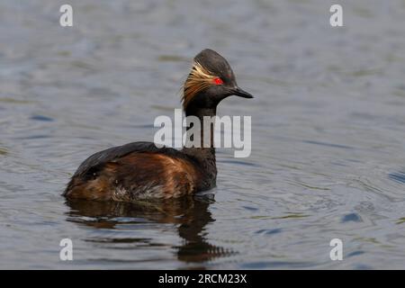 Grebe à col noir plumé adulte (Podiceps nigrocollis), Angleterre. Banque D'Images