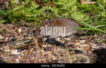 Bank Vole (Clethrionomys glareolus) dans une forêt de pins au Royaume-Uni. Banque D'Images