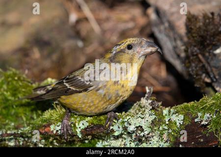 Jeune mâle Red Crossbill (Loxia curvirostra) buvant dans une piscine forestière, Angleterre. Banque D'Images