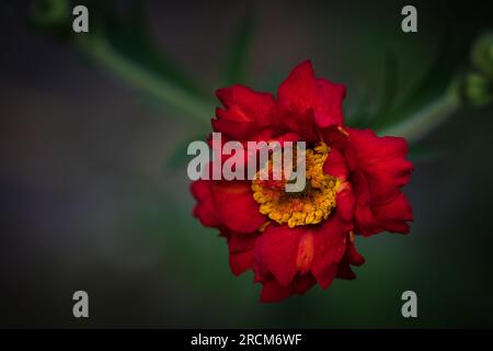 Geum Mme J Bradshaw en pleine floraison dans le jardin anglais. Banque D'Images