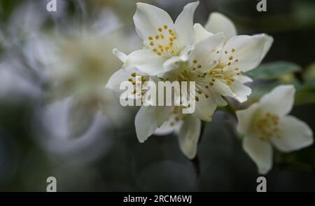 Fleurs de jasmin fleurissant sur le buisson. Photo d'été. Banque D'Images