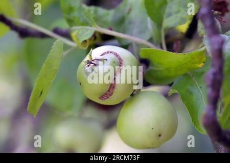 Vieille cicatrice de dommages causés par une larve de larve de la pomme de scie Hoplocampa testudinea à un fruit de pomme. Banque D'Images