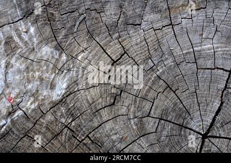 Fond avec la texture du vieux bois avec des fissures sur la surface Banque D'Images