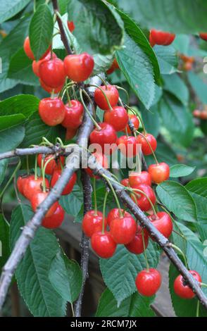 Sur une branche d'arbre, baies rouges mûres cerise douce (Prunus avium) Banque D'Images