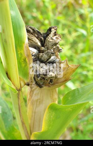 Plante de maïs malade affectée par le champignon Ustilago zeae Unger Banque D'Images