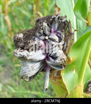 Plante de maïs malade affectée par le champignon Ustilago zeae Unger Banque D'Images