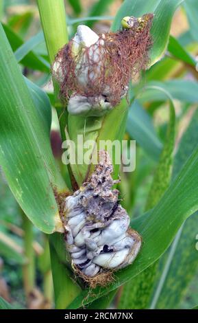 Plante de maïs malade affectée par le champignon Ustilago zeae Unger Banque D'Images