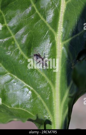 Weevil à feuilles de betterave (Tanymecus palliatus), assis sur une feuille. Un ravageur commun de la betterave sucrière, de la betterave fourragère et de la betterave rouge. Banque D'Images