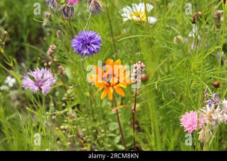 un groupe de trois fleurs sauvages colorées différentes closeup dans une marge de champ fleuri en été Banque D'Images