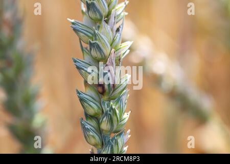 La tache de glume (Phaeosphaeria nodorum, Septoria glumarum) infecte l'épi de blé. La maladie de l'oreille des céréales. Banque D'Images