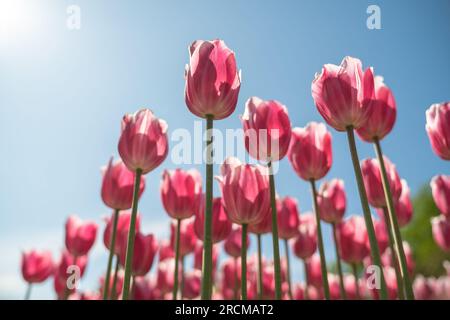 Vue à angle bas de belles fleurs de tulipes roses sous le ciel bleu par temps ensoleillé. Banque D'Images