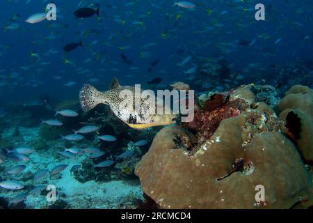 Arothron mappa nage près du fond de la mer. Poissons-macareux griffonnés pendant la plongée à Raja Ampat. La vie marine en Indonésie. Banque D'Images