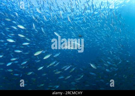 Géant trevally pendant la plongée dans Raja Ampat. Caranx ignobilis chasse le banc de poissons. Écosystème marin riche en Indonésie. Plongée exotique sur le corail RE Banque D'Images