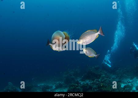 Les spinefoot striés mordent la méduse. Siganus javus pendant la plongée à Raja Ampat. Des tachetés blanches tournent autour des méduses. Marine Banque D'Images