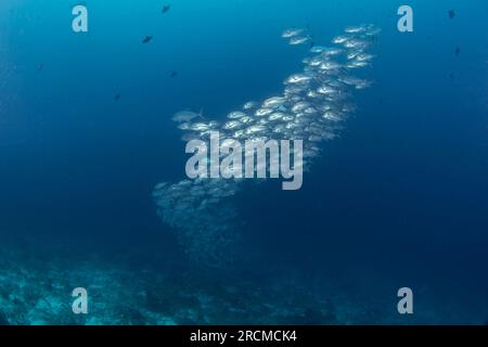 Des escroqueries de hareng pendant la plongée à Raja Ampat. Alepes vari nagent dans le banc. Écosystème marin riche en Indonésie. Plongée exotique sur le récif de corail. Banque D'Images