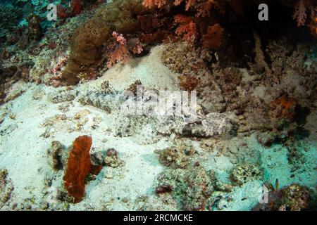 Cymbacephalus beauforti est couché sur le fond marin.Crocodilefish pendant la plongée dans Raja Ampat. La vie marine en Indonésie. Banque D'Images