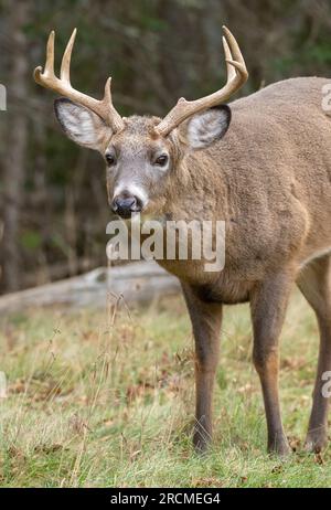Le cerf de Virginie (Odocoileus virginianus). Young Buck pendant la saison des amours. L'Acadia National Park, Maine, USA. Banque D'Images