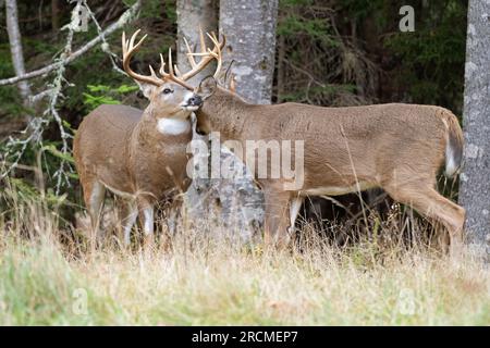 Cerf à queue blanche (Odocoileus virginianus). Cerf à queue blanche (Odocoileus virginianus). Bucks sparring pendant l'ornière. Parc national Acadia, Maine, Banque D'Images