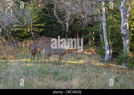 Cerf à queue blanche (Odocoileus virginianus). Cerf à queue blanche (Odocoileus virginianus). Gros Buck avec une biche pendant la saison d'accouplement. Acadia National Banque D'Images
