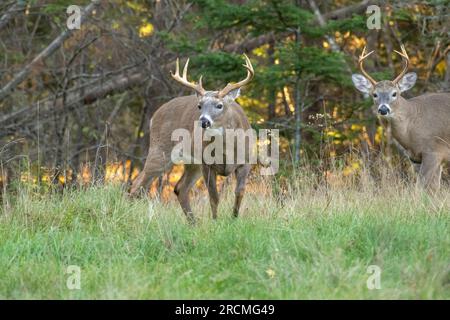 Cerf à queue blanche (Odocoileus virginianus). Cerf à queue blanche (Odocoileus virginianus). Bucks pendant l'ornière. Parc national Acadia, Maine, États-Unis. Banque D'Images
