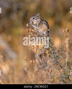 Un moins Chipmunk (Tamias minimus) se nourrissant dans les Grands Tetons. Parc national de Grand Teton, Wyoming. Banque D'Images