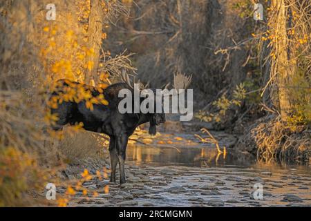 Alors que le soleil se couche par une belle journée de mi-octobre, un majestueux taureau Moose (Alces alces) bcontemple la traversée d'une crique de montagne à Grand Teton National Pa Banque D'Images