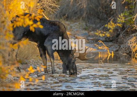 Alors que le soleil se couche par une belle journée de mi-octobre, un majestueux taureau Moose (Alces alces) boit dans une crique de montagne dans le parc national de Grand Teton, Wyoming Banque D'Images