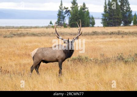 Un gros taureau (Cervus canadensis) à la recherche de partenaires près du lac Yellowstone en octobre. Parc national de Yellowstone, Wyoming, États-Unis. Banque D'Images