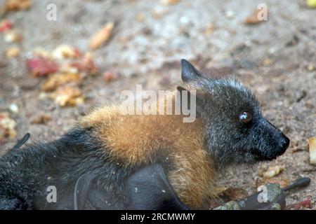 la chauve-souris aux fruits a une fourrure dorée sur la tête, le cou, les épaules et parfois le dos. Leurs ailes sont noires et non furrées. Renards volants ou Banque D'Images