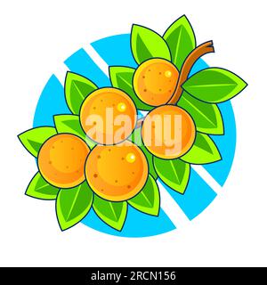 Orang fruit. Oranges segmentées sur fond blanc. Illustration de Vecteur