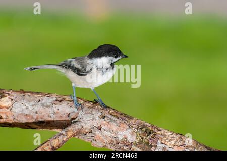 Vadnais Heights, Minnesota. Chickadee à coiffe noire, Poecile atricapillus perché sur une branche avec un beau fond vert. Banque D'Images