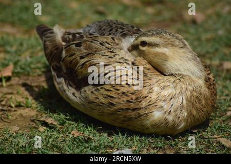 Canard se reposant ou dormant sur l'herbe. Beau canard brun sauvage près d'une rive du lac. Espèce de canards colverts. Banque D'Images