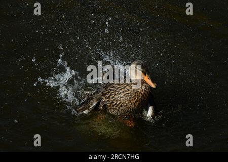 Une femelle canard colvert se baignant dans les marais salants du centre World Birding and reptile sur South Padre Island, Texas, États-Unis Banque D'Images