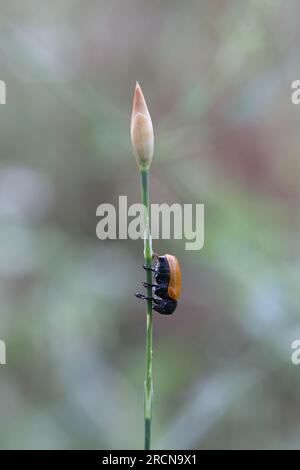 fourmis sac beetle assis sur un peu herblis Banque D'Images