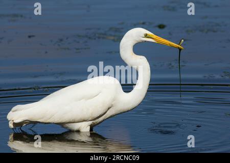 Super Egret avec un poisson pris lors d'une gué. Parc environnemental Ardea modesta Baldwin Swamp Bundaberg Banque D'Images