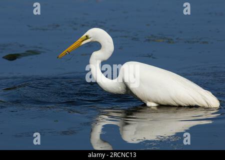 Super Egret avec un poisson pris lors d'une gué. Parc environnemental Ardea modesta Baldwin Swamp Bundaberg Banque D'Images