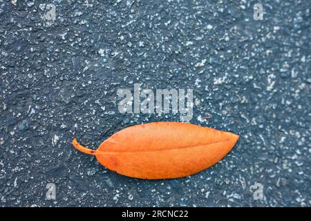 Feuille isolée, feuilles d'automne tombées isolées sur fond sombre. Un tombé laisse sur l'asphalte dans le parc de la ville. CopySpace pour le texte, personne Banque D'Images