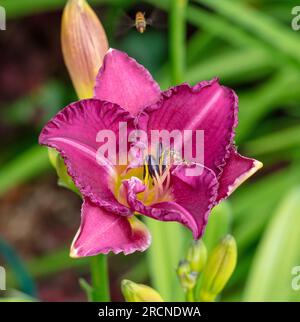 'Entrapment' hémérocalle, Daglilja (Hemerocallis) Banque D'Images