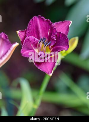 'Entrapment' hémérocalle, Daglilja (Hemerocallis) Banque D'Images