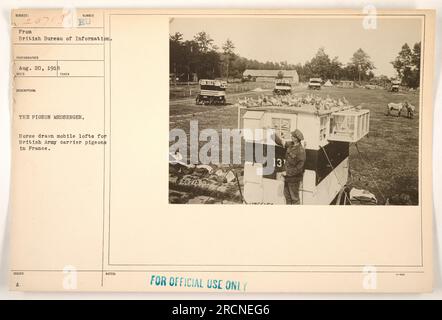 Lofts mobiles tirés par des chevaux pour pigeons voyageurs utilisés par l'armée britannique en France pendant la première Guerre mondiale. Ces lofts étaient utilisés pour transporter et loger des pigeons qui servaient de messagers pour les militaires. Photo prise le 20 août 1918. Banque D'Images