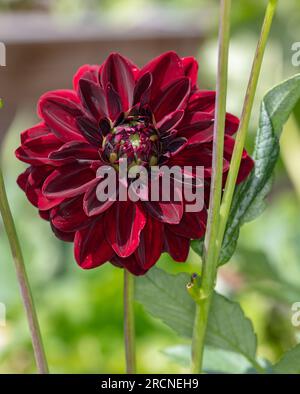 'Arabian Night' formel Dahlia décoratif, Dekoratifdahlia (Dahlia x hortensis) Banque D'Images