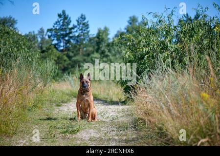 Portrait d'un Berger Belge Malinois assis sur une route de campagne Banque D'Images